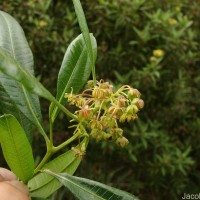 Dodonaea viscosa Jacq.
